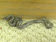 Tropidoclonion lineatum