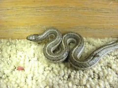 Tropidoclonion lineatum