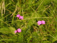 Dianthus pontederae