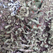 Cladonia parasitica - Photo (c) Summit Metro Parks,  זכויות יוצרים חלקיות (CC BY-NC), uploaded by Summit Metro Parks