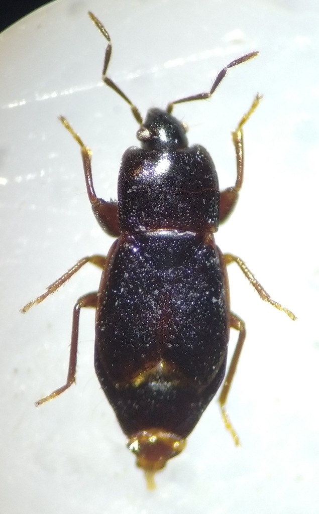 Plinthisus angulatus