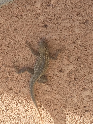 iNaturalist observation photo of Western Side-blotched Lizard