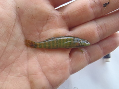 Etheostoma zonale