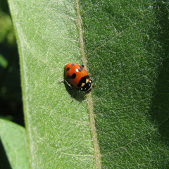 Hippodamia caseyi
