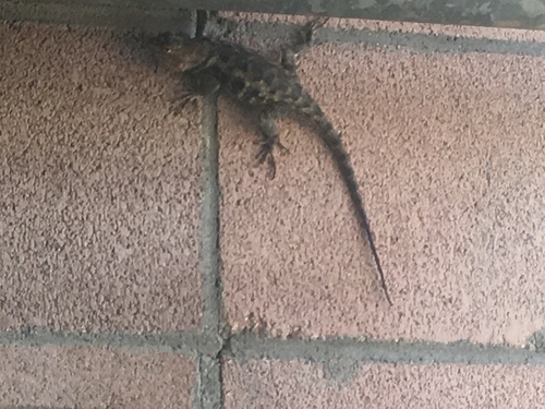 iNaturalist observation photo of Desert Spiny Lizard