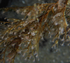 Eudendrium californicum