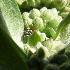 Hippodamia caseyi