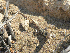 Acanthodactylus schreiberi