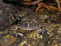 Quasipaa exilispinosa