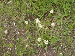 Cyperus seslerioides