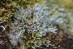 Pilophorus acicularis