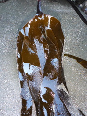 Laminaria setchellii