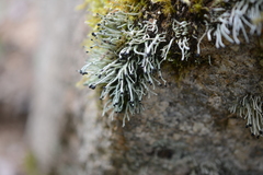 Pilophorus acicularis