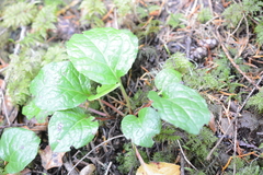 Pyrola asarifolia