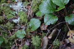 Pyrola asarifolia