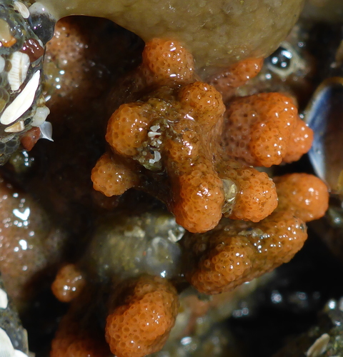 Representative image of Celleporidae