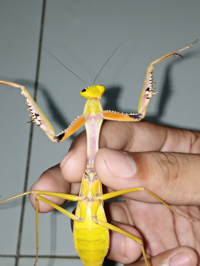 Hierodula oraea