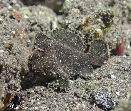 Antennarius randalli observed 2024-09-16