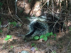 Erethizon dorsatum dorsatum