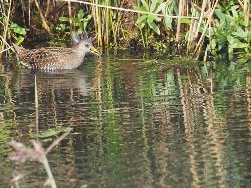 Spotted Crake, Nesselande, Rotterdam, Nederland, photo 9 of 10