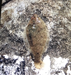 Citharichthys stigmaeus