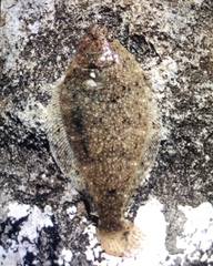 Citharichthys stigmaeus