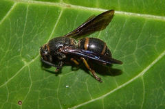 Euodynerus foraminatus