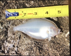 Citharichthys stigmaeus