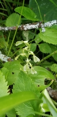 Neottia convallarioides