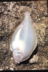 Citharichthys stigmaeus