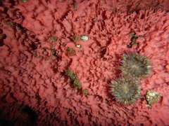 Aplysilla glacialis