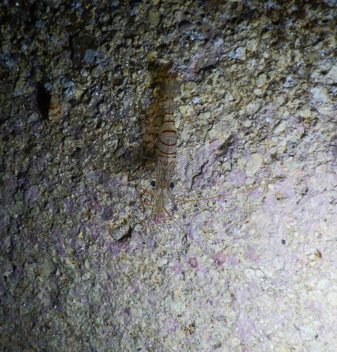 Mala kozica (Palaemon serratus)