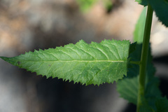 Senecio triangularis