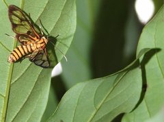 Amata grotei