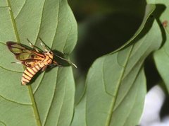 Amata grotei
