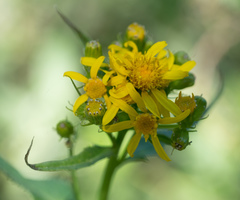 Senecio triangularis