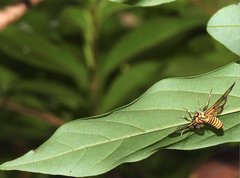 Amata grotei