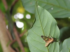 Amata grotei