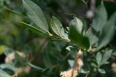 Salix eastwoodiae