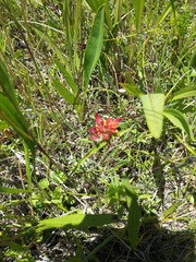 Castilleja coccinea
