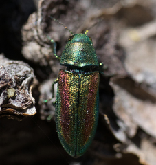 Chrysophana placida