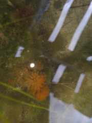 Ecteinascidia turbinata