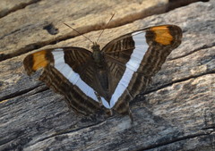 Adelpha fessonia