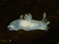 Ancula gibbosa