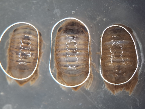 Cymodoce truncata