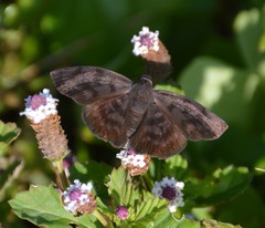 Pellicia arina