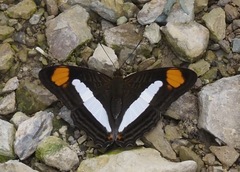 Adelpha thessalia