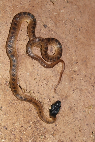 North African Catsnake