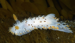 Crimora coneja