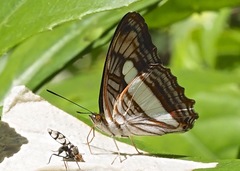 Adelpha iphiclus